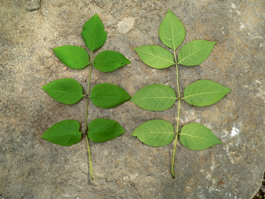 {Fraxinus quadrangulata}